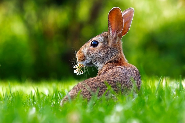 bunny eating clover